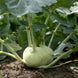 Knol Khol 'White Vienna' Seeds