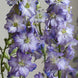 Delphinium 'Fancy Purple Picotee' Seeds