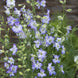 Delphinium 'Frosted Skies' Seeds