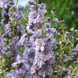 Delphinium 'Misty Lavender' Seeds