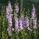 Delphinium 'QIS Light Blue' Seeds