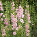 Delphinium 'QIS Light Pink' Seeds