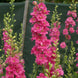 Delphinium 'QIS Rose' Seeds