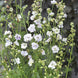Delphinium 'Fancy Smokey Eyes' Seeds
