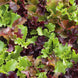 Lettuce 'Salad Blend' Seeds