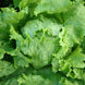 Lettuce 'Iceberg' Seeds
