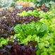 Lettuce 'Leaf Blend' Seeds