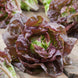 Lettuce 'Four Seasons' Seeds