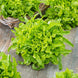 Lettuce 'Oakleaf' Seeds