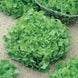 Lettuce 'Salad Bowl Green' Seeds