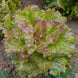 Lettuce 'Prizehead' Seeds