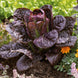 Lettuce 'Red Romaine' Seeds