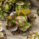 Lettuce 'Ruby' Seeds