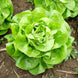 Lettuce 'White Boston' Seeds