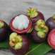 Purple Mangosteen Plant