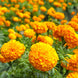 African Marigold 'Smiles' Seeds