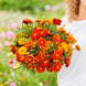 French Marigold 'Bonita Mix' Seeds