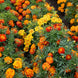 French Marigold 'Brocade Mix' Seeds
