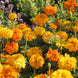 African Marigold 'Crackerjack Mix' Seeds