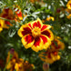 French Marigold 'Dainty Marietta' Seeds
