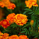 French Marigold 'Fiesta' Seeds