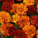 French Marigold 'Fireball' Seeds