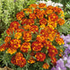 French Marigold 'Bolero' Seeds