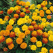 French Marigold 'Petite Mix' Seeds