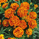 French Marigold 'Queen Sophia' Seeds