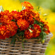 French Marigold 'Harmony' Seeds
