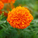 African Marigold 'Mandarin' Seeds