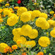 African Marigold 'Mary Helen' Seeds