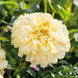 African Marigold 'Moonlight' Seeds