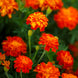 French Marigold 'Panther' Seeds