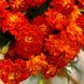 French Marigold 'Red Cherry' Seeds