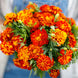 French Marigold 'Sparky Mix' Seeds