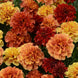 French Marigold 'Strawberry Blonde' Seeds