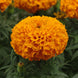African Marigold 'Taishan Orange' Seeds
