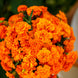 French Marigold 'Tangerine' Seeds