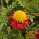 French Marigold 'Tiger Eyes' Seeds