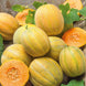 Muskmelon 'Minnesota Midget' Seeds