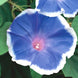 Morning Glory 'Blue Picotee' Seeds