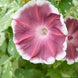 Morning Glory 'Chocolate' Seeds
