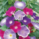Morning Glory 'Early Call Mix' Seeds