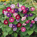 Morning Glory 'Fieldgrown Mix' Seeds