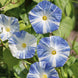 Morning Glory 'Flying Saucers' Seeds