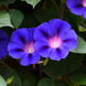 Morning Glory 'Grandpa Ott' Seeds