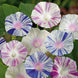 Morning Glory 'Harlequin Mix' Seeds