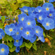 Morning Glory 'Heavenly Blue' Seeds