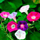 Morning Glory 'Imperial Mix' Seeds